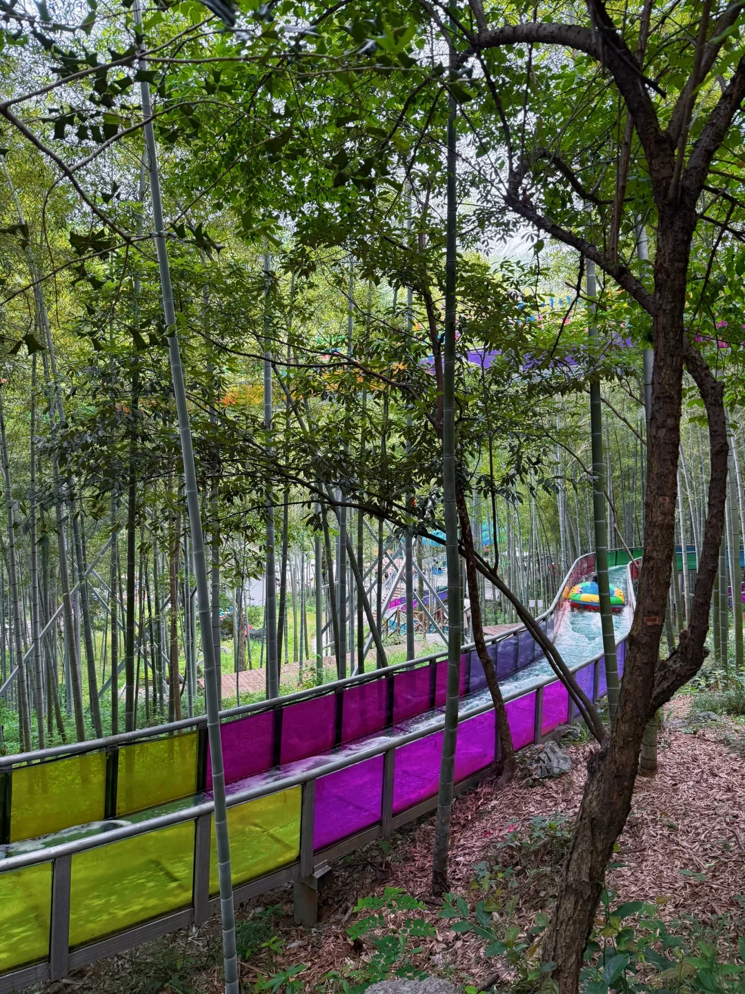 仙桥洞：看一场“人山人海”的绿野迷雾森林🌳