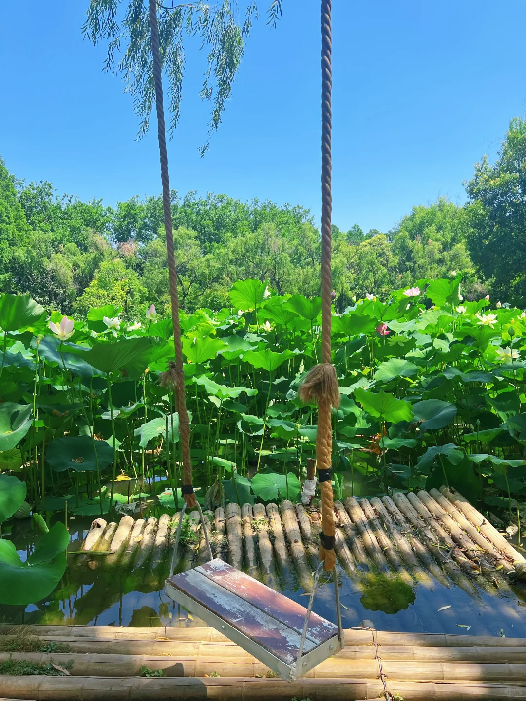 洛阳三天两夜游❗️别白跑本地人带你这么玩