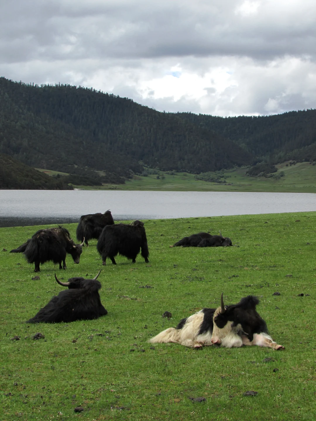 普达措｜轻松美丽，国家公园就是我的信仰