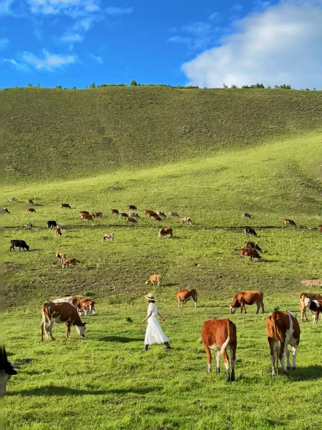 朋友圈被问疯了.不是瑞士新西兰❗在我大内蒙