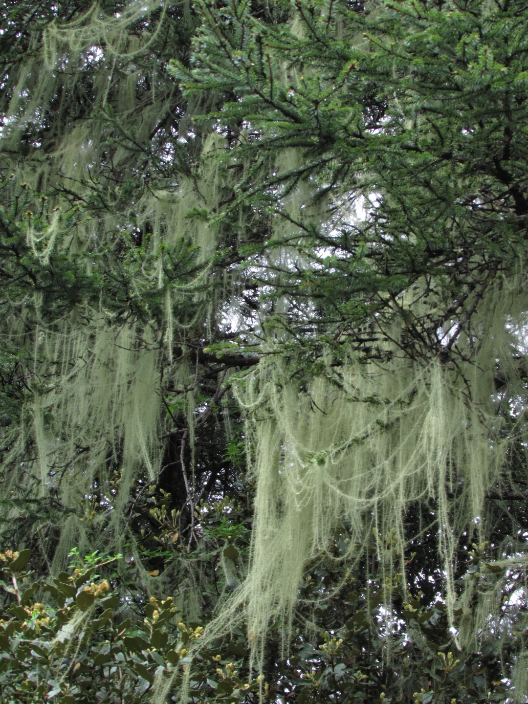 普达措｜轻松美丽，国家公园就是我的信仰