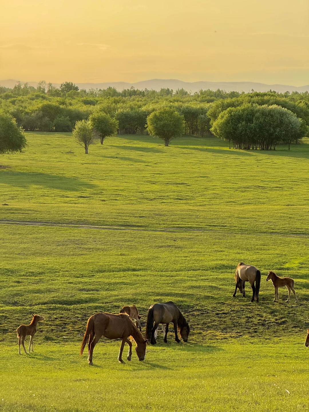 以为新疆够美了，直到我去了呼伦贝尔…