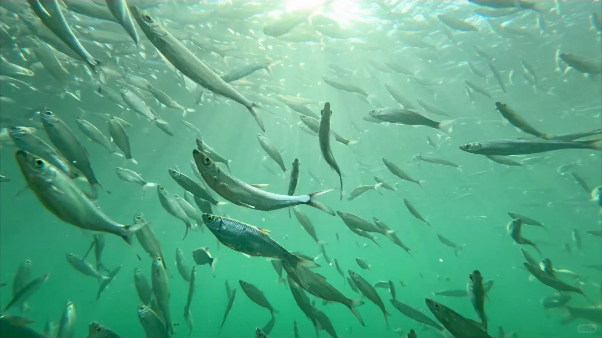这个小众神仙小县城,让我特地去了两趟广西