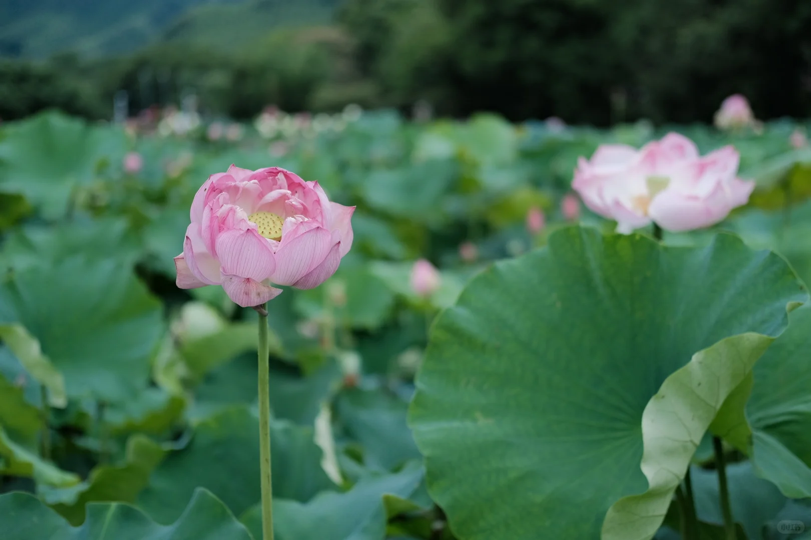 浙江小新疆安吉两天一夜