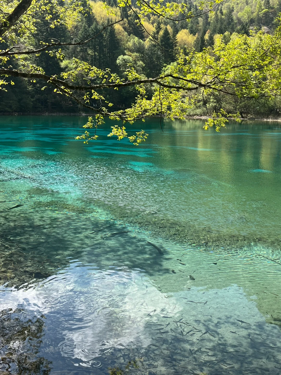 无锡-九寨沟2天攻略｜5.3体验感很好