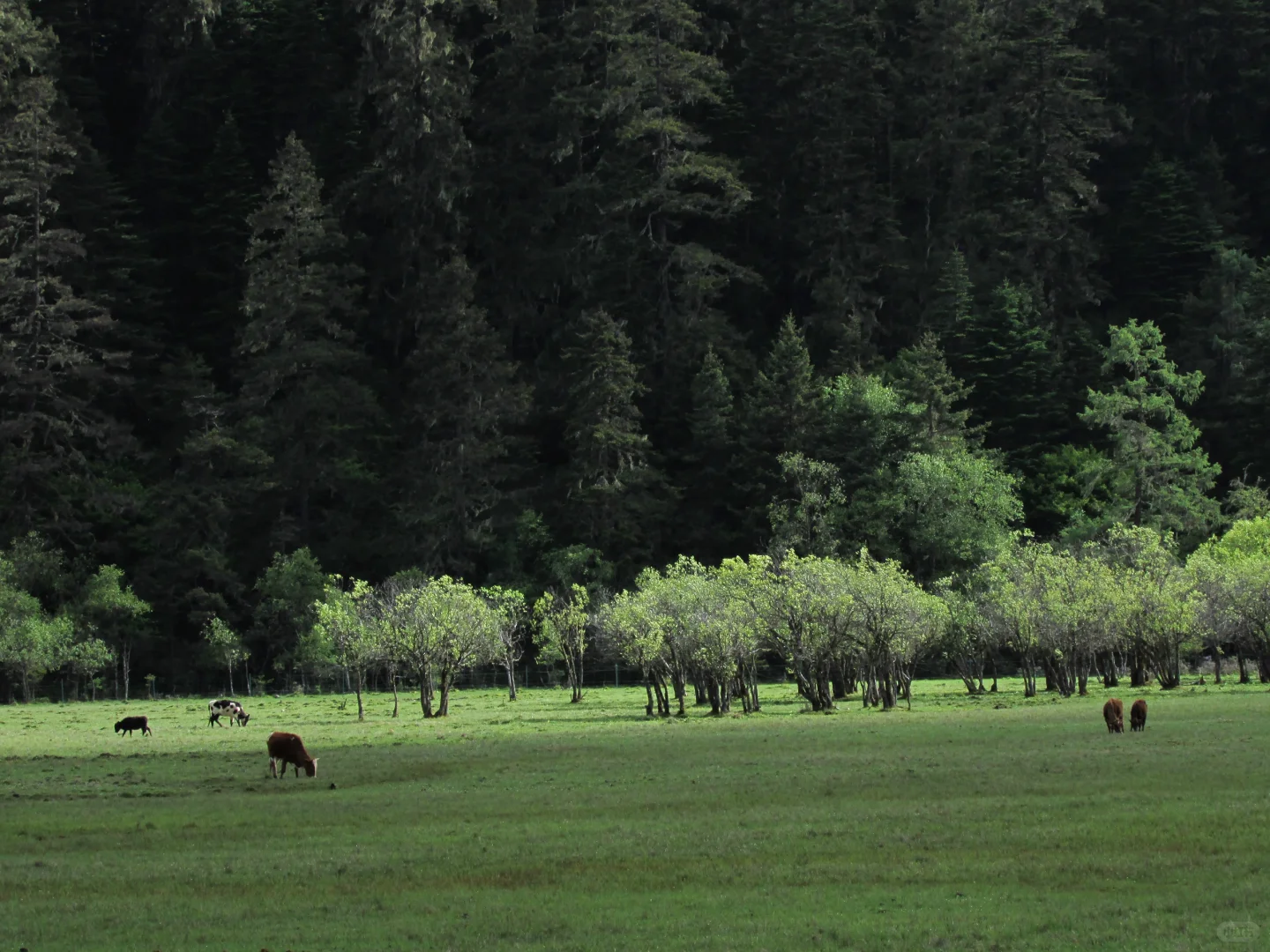 普达措｜轻松美丽，国家公园就是我的信仰