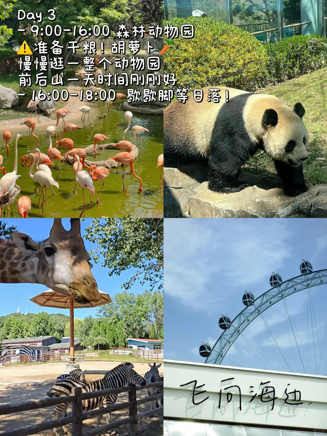 对自己做的大连5日攻略🐳满意到睡不着！