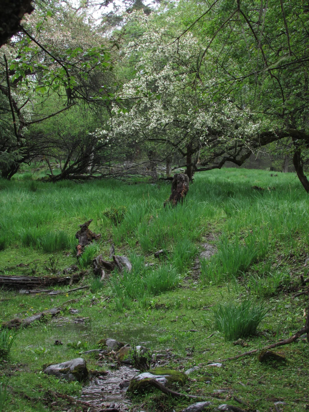 普达措｜轻松美丽，国家公园就是我的信仰