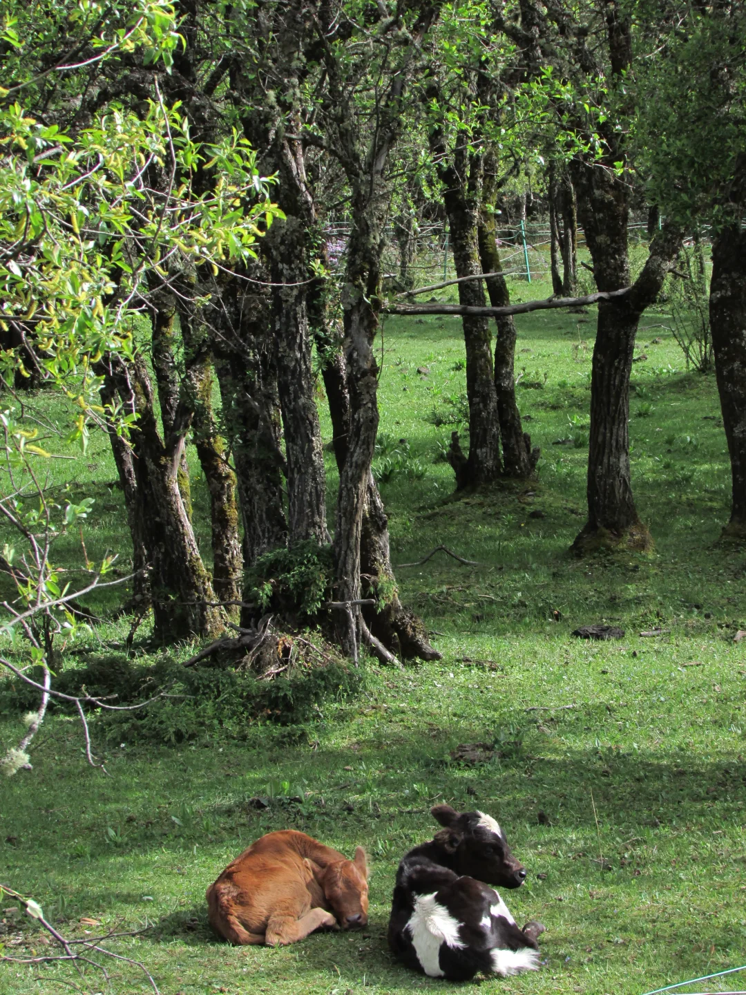 普达措｜轻松美丽，国家公园就是我的信仰