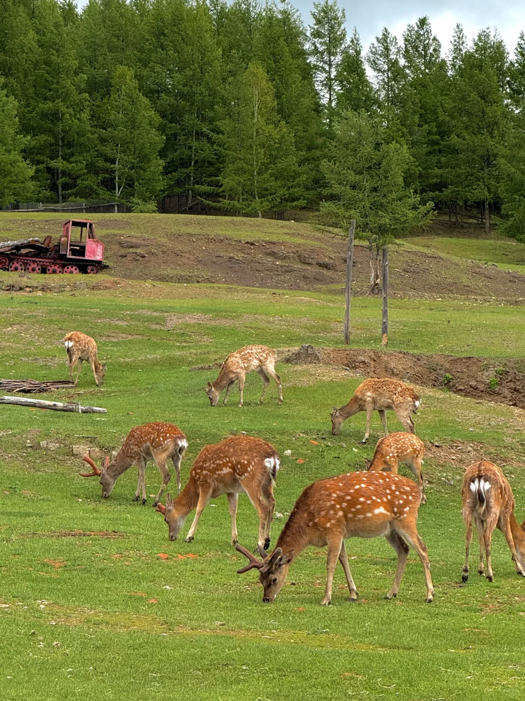 以为新疆够美了，直到我去了呼伦贝尔…