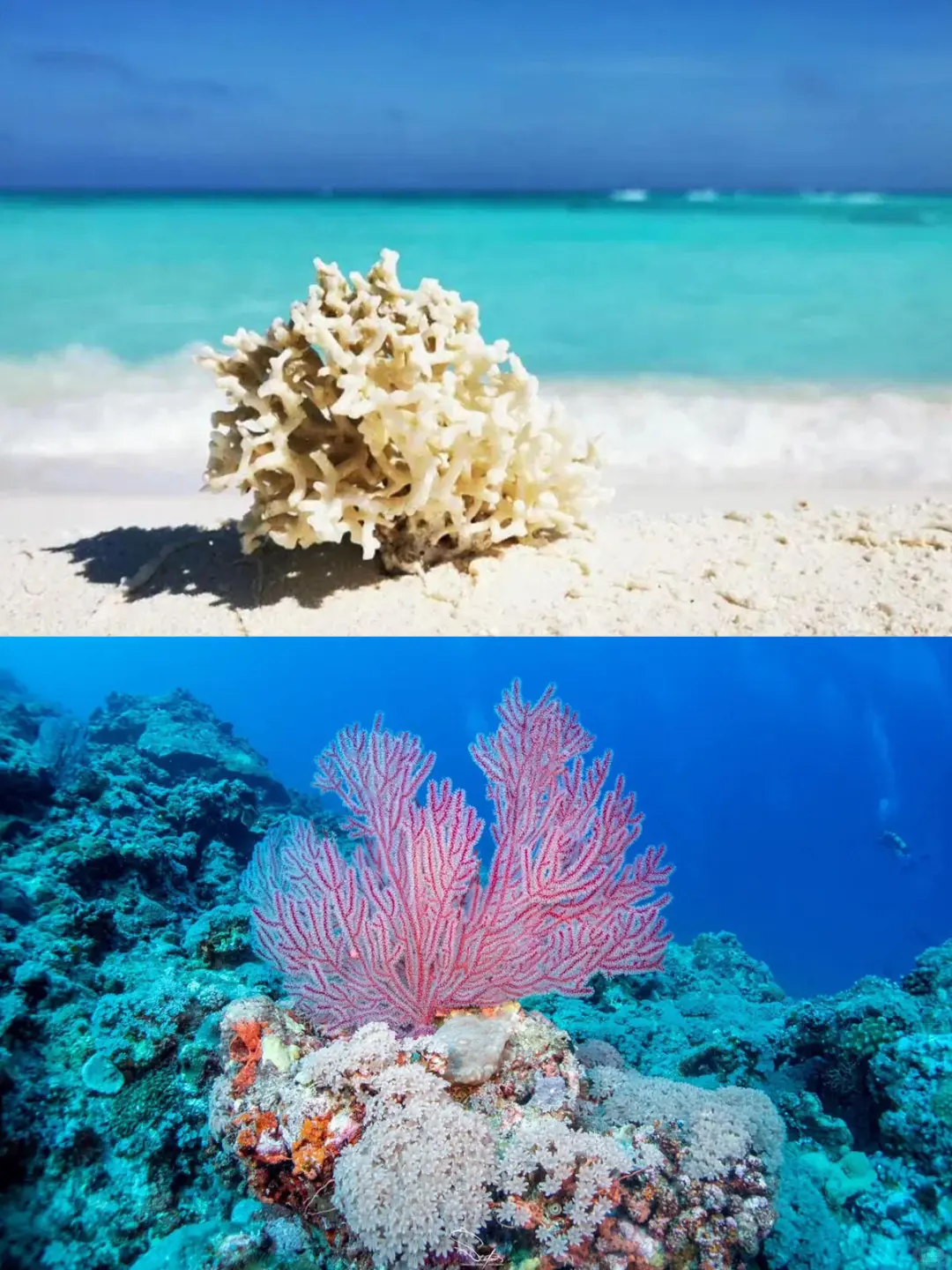 比马尔代夫还美的西沙群岛一定要去！