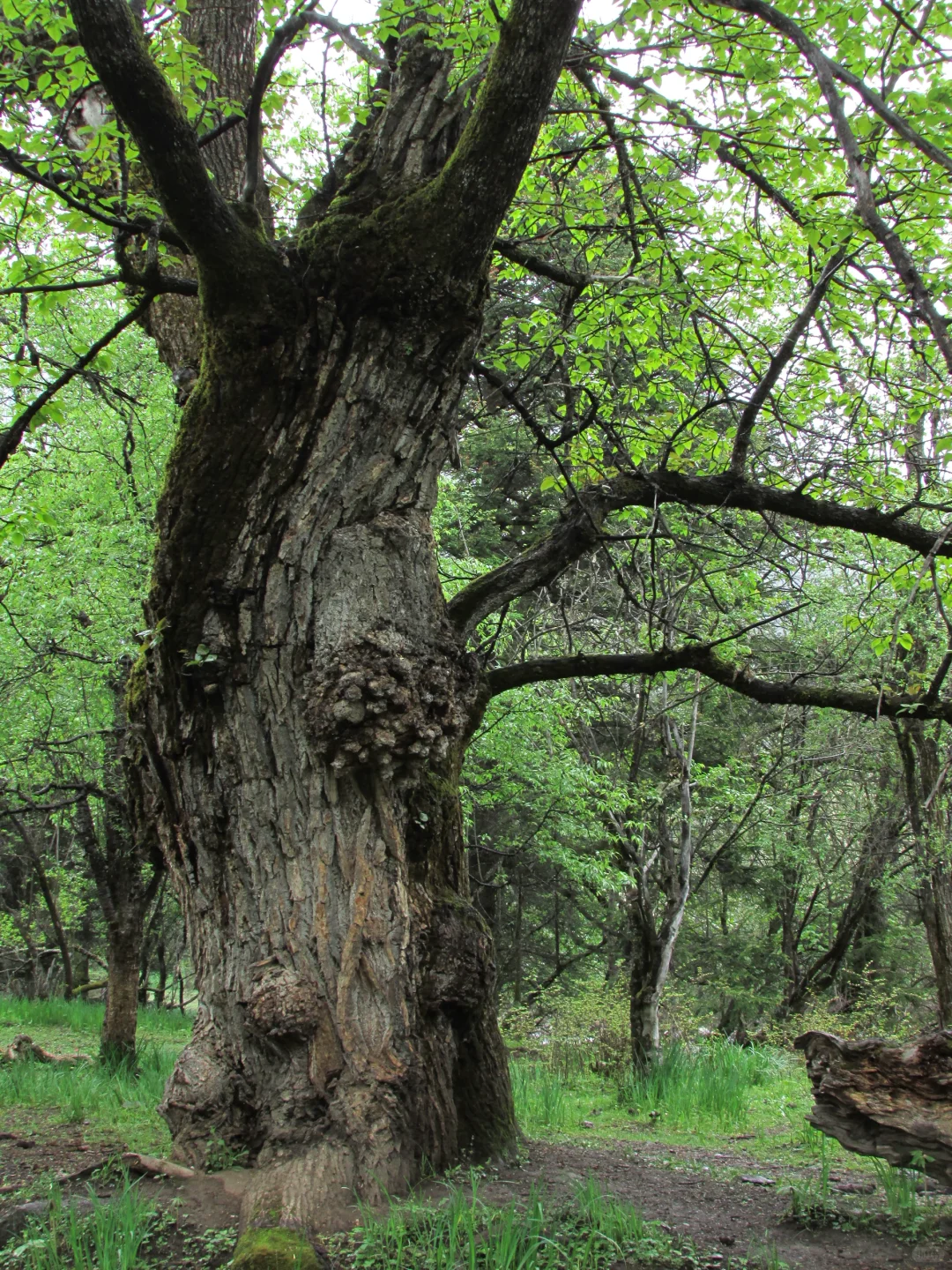普达措｜轻松美丽，国家公园就是我的信仰