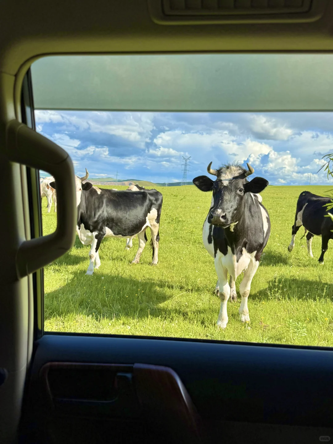 为了这18张live图!我飞到了内蒙古!值得吗?