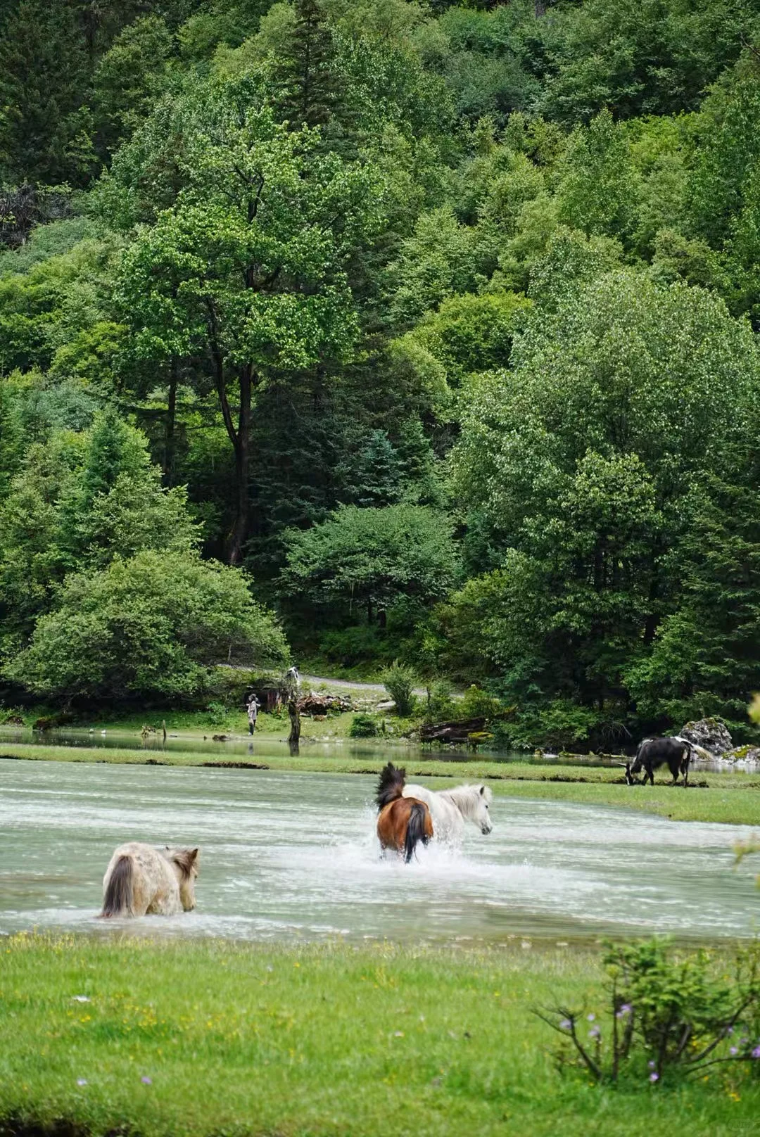 月亮湖泡野温泉捡菌子