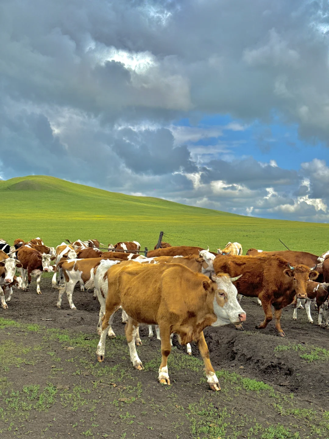 内蒙已回！坚决不删，能劝一个是一个......