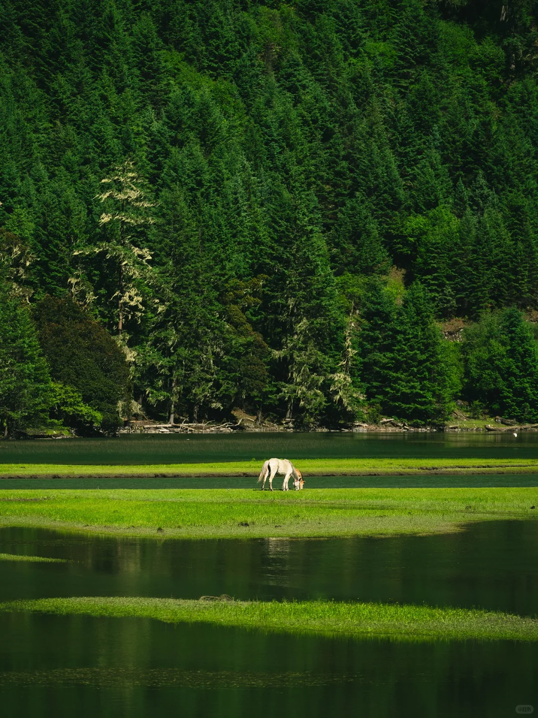 以为九寨沟够美了“直到来了这个小众🌙秘境”