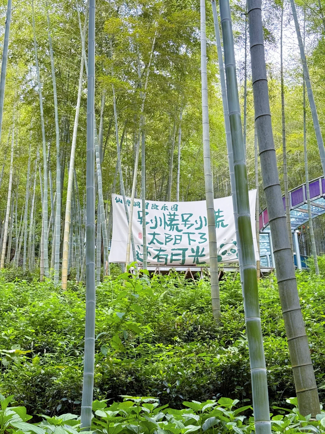仙桥洞：看一场“人山人海”的绿野迷雾森林🌳