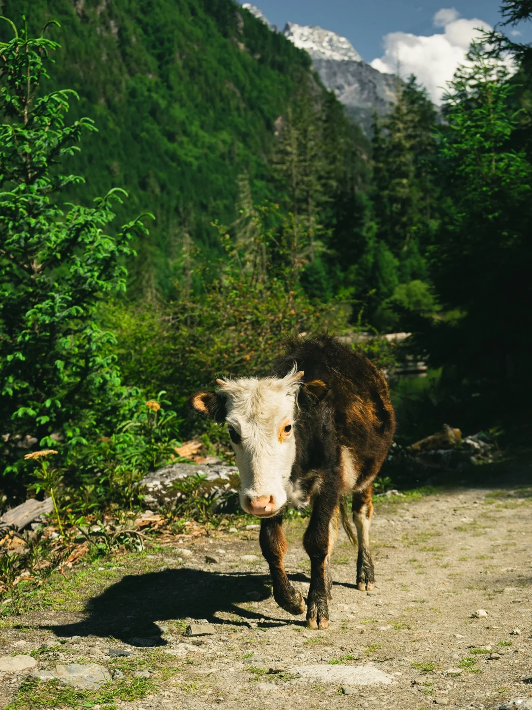 以为九寨沟够美了“直到来了这个小众🌙秘境”