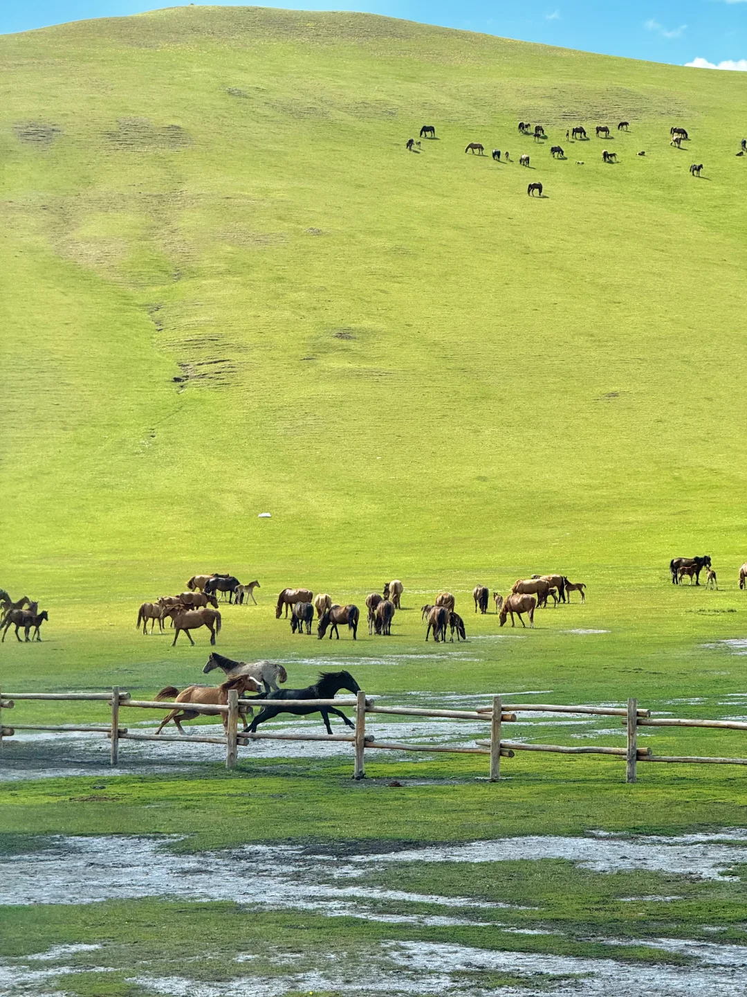以为新疆够美了，直到我去了呼伦贝尔…