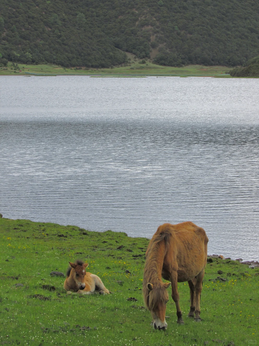 普达措｜轻松美丽，国家公园就是我的信仰