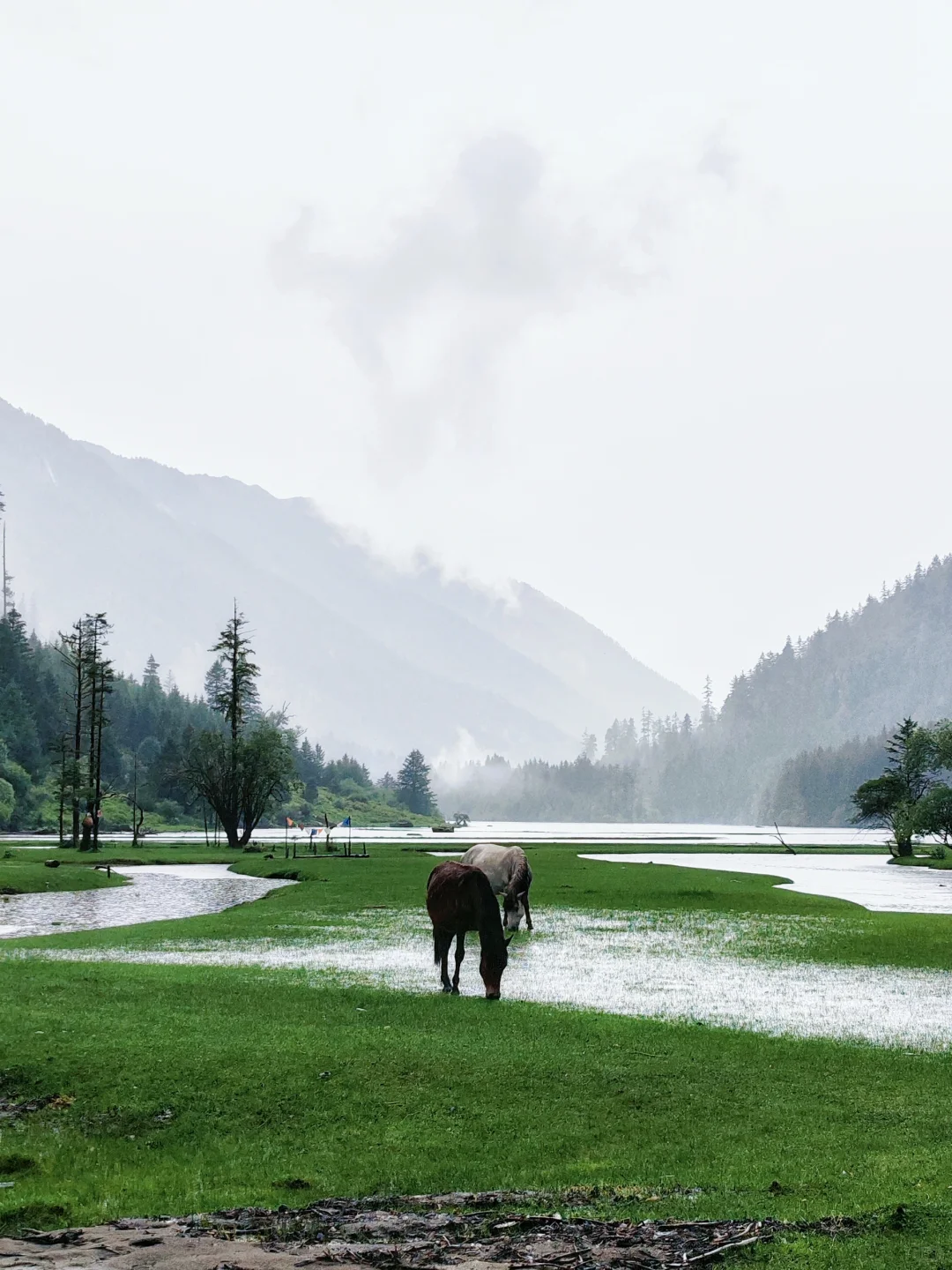月亮湖泡野温泉捡菌子