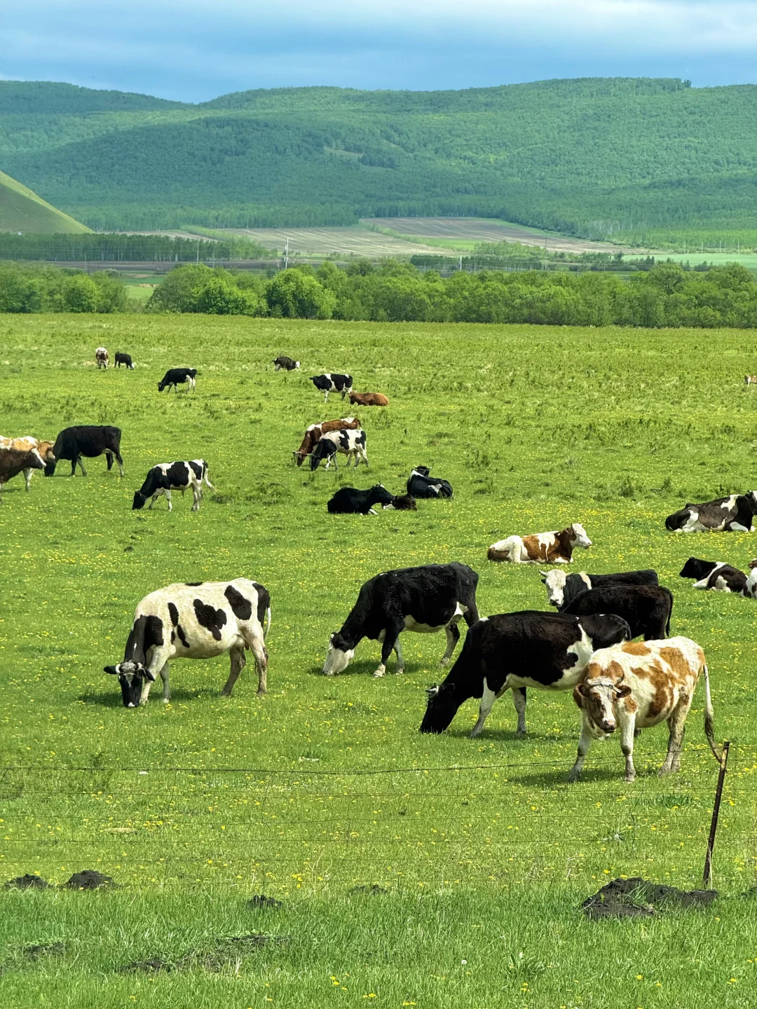 以为新疆够美了，直到我去了呼伦贝尔…