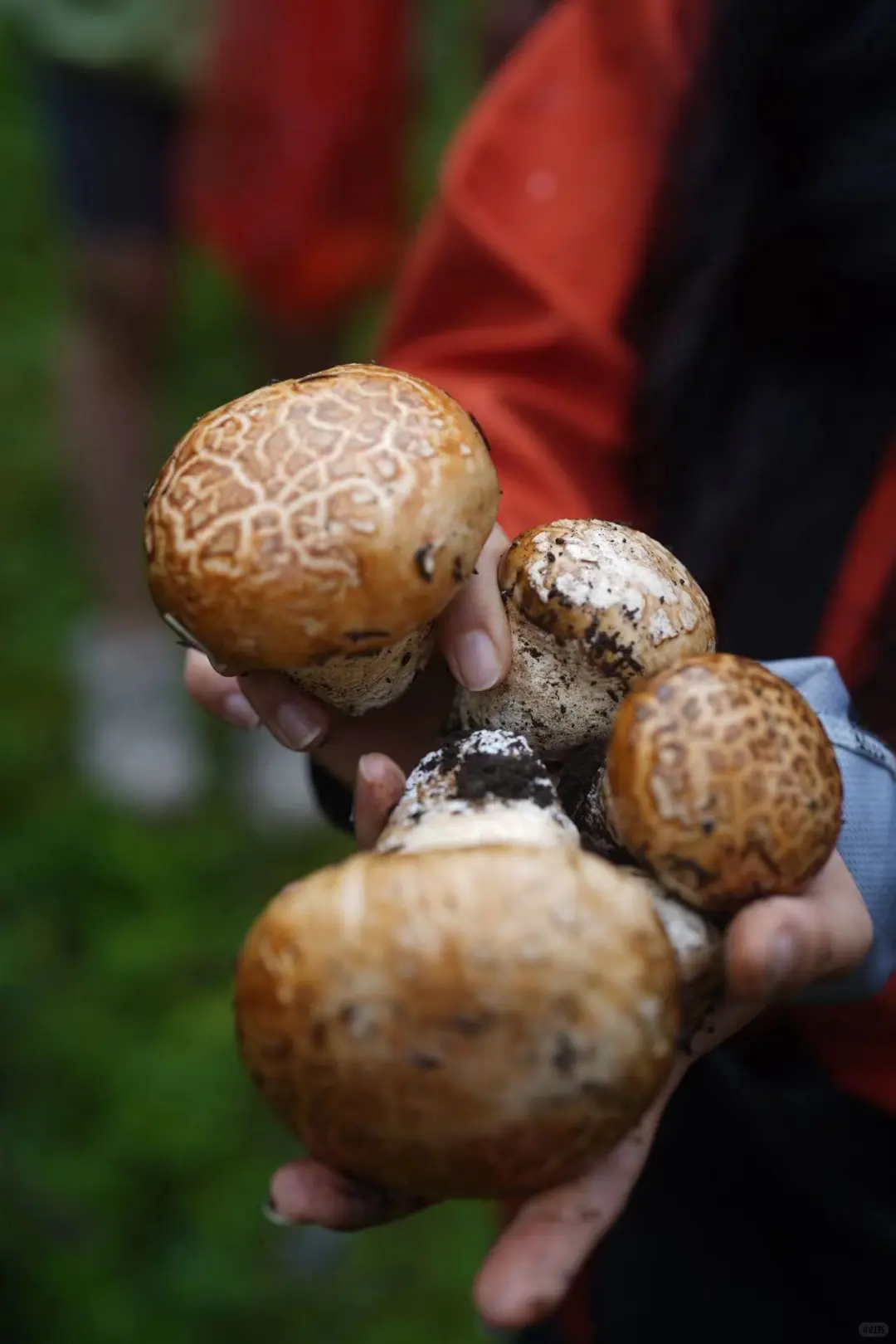 月亮湖泡野温泉捡菌子