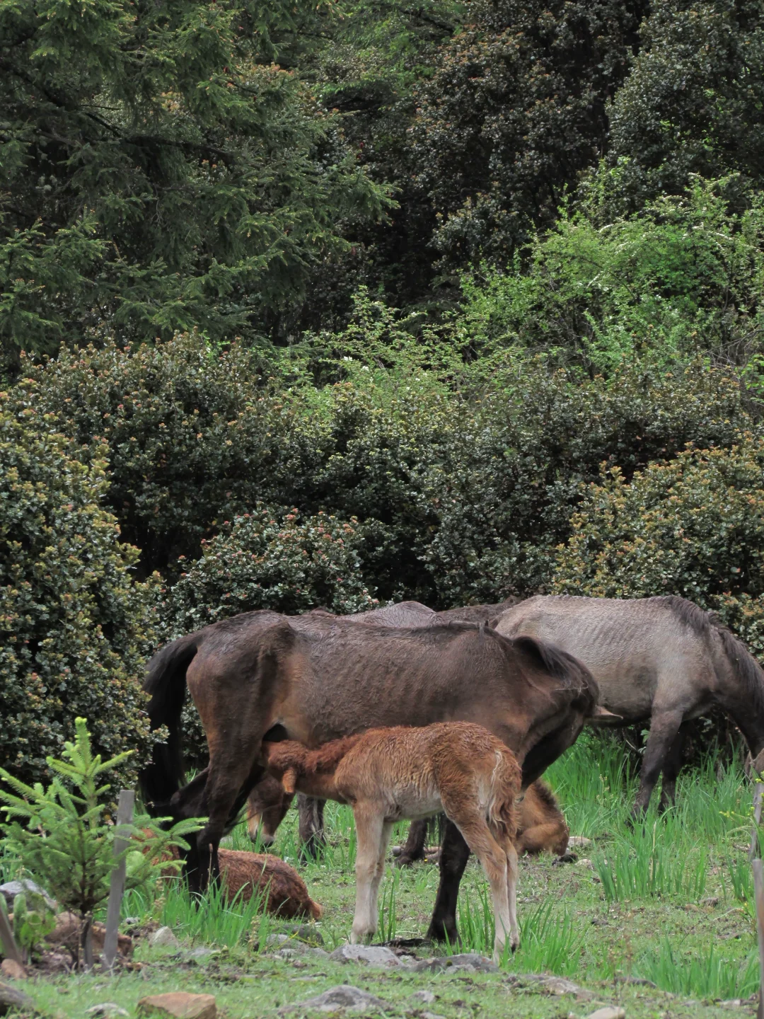 普达措｜轻松美丽，国家公园就是我的信仰