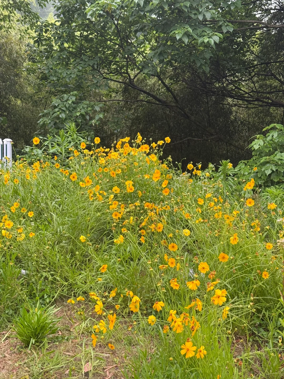 仙桥洞：看一场“人山人海”的绿野迷雾森林🌳