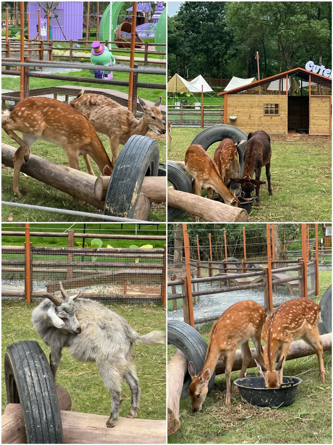 亲子暑假游｜自驾3h🚗闯进森林木屋童话王国