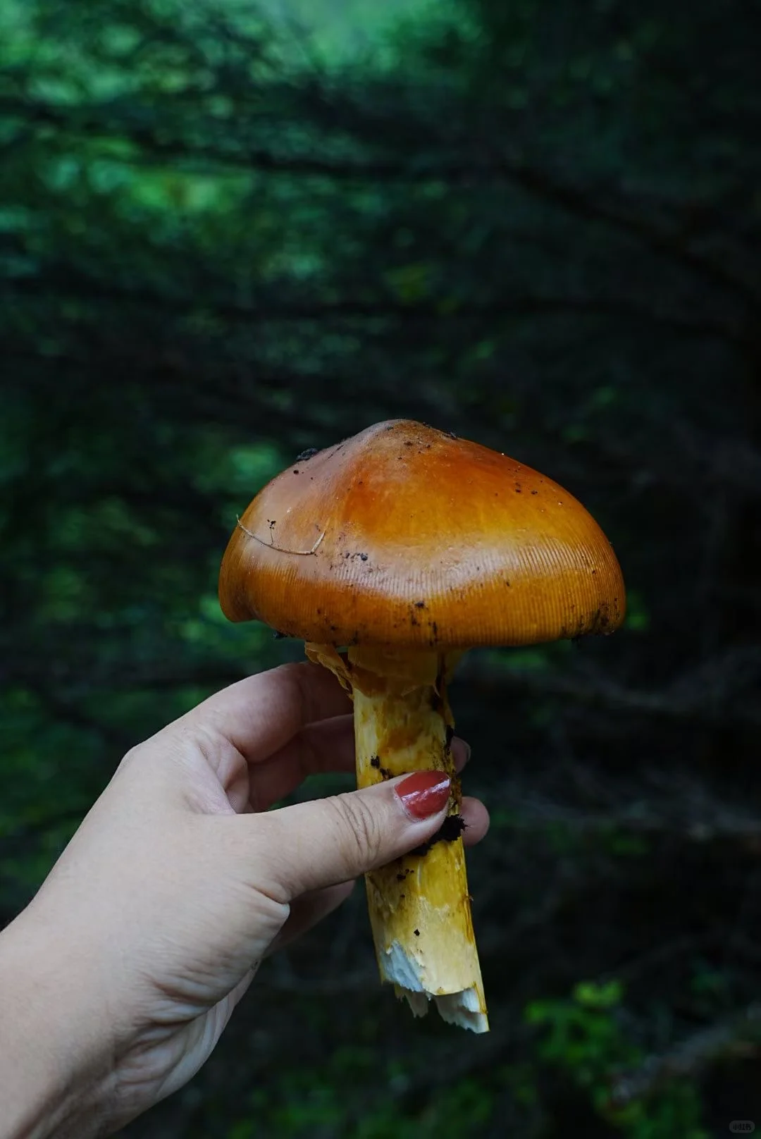 月亮湖泡野温泉捡菌子