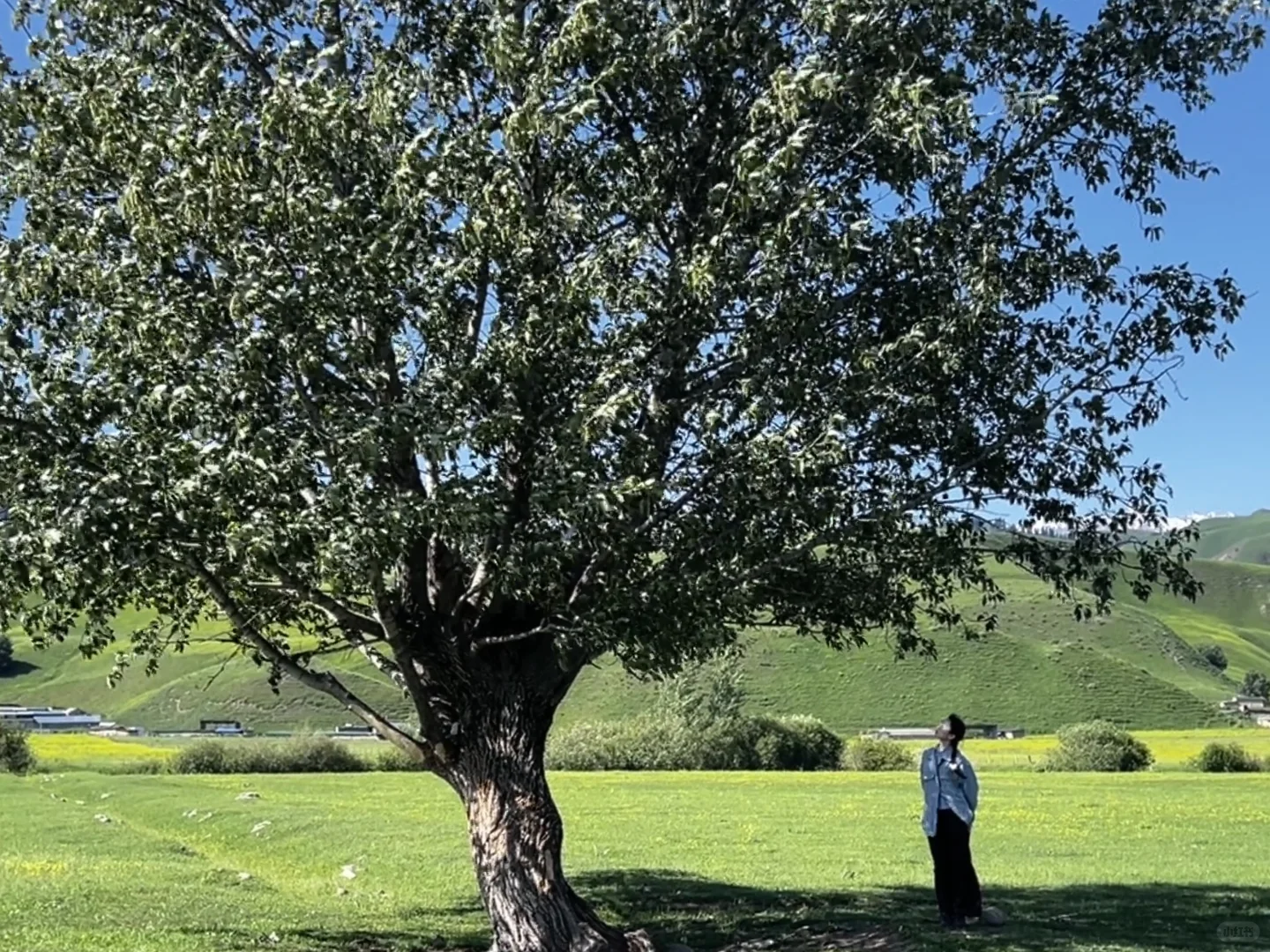 新疆｜草原美景美不胜收应接不暇