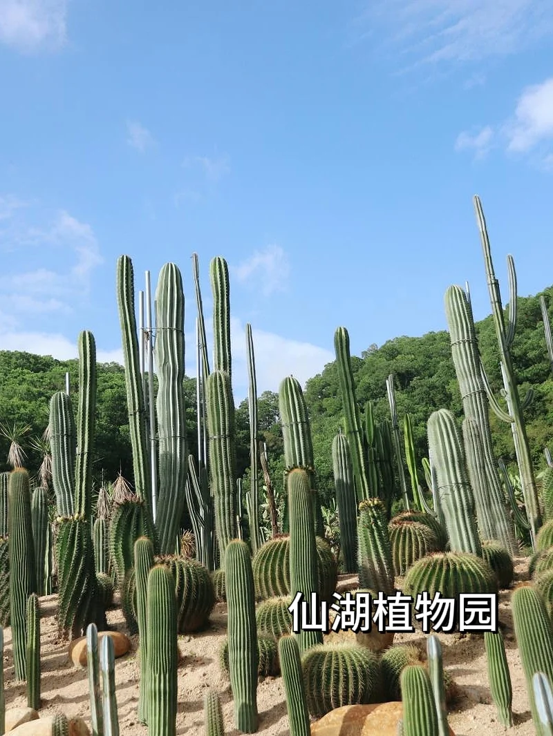 ‌深圳罗湖去哪里玩（景点合集）