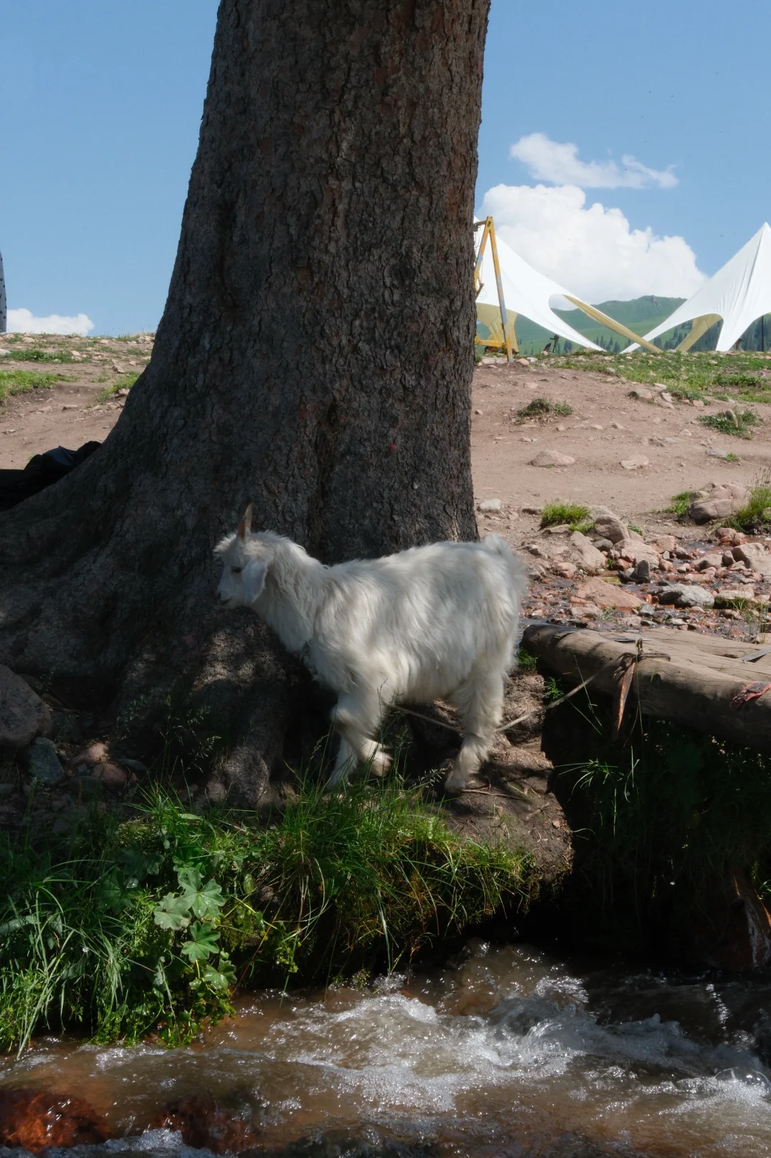 新疆｜草原美景美不胜收应接不暇