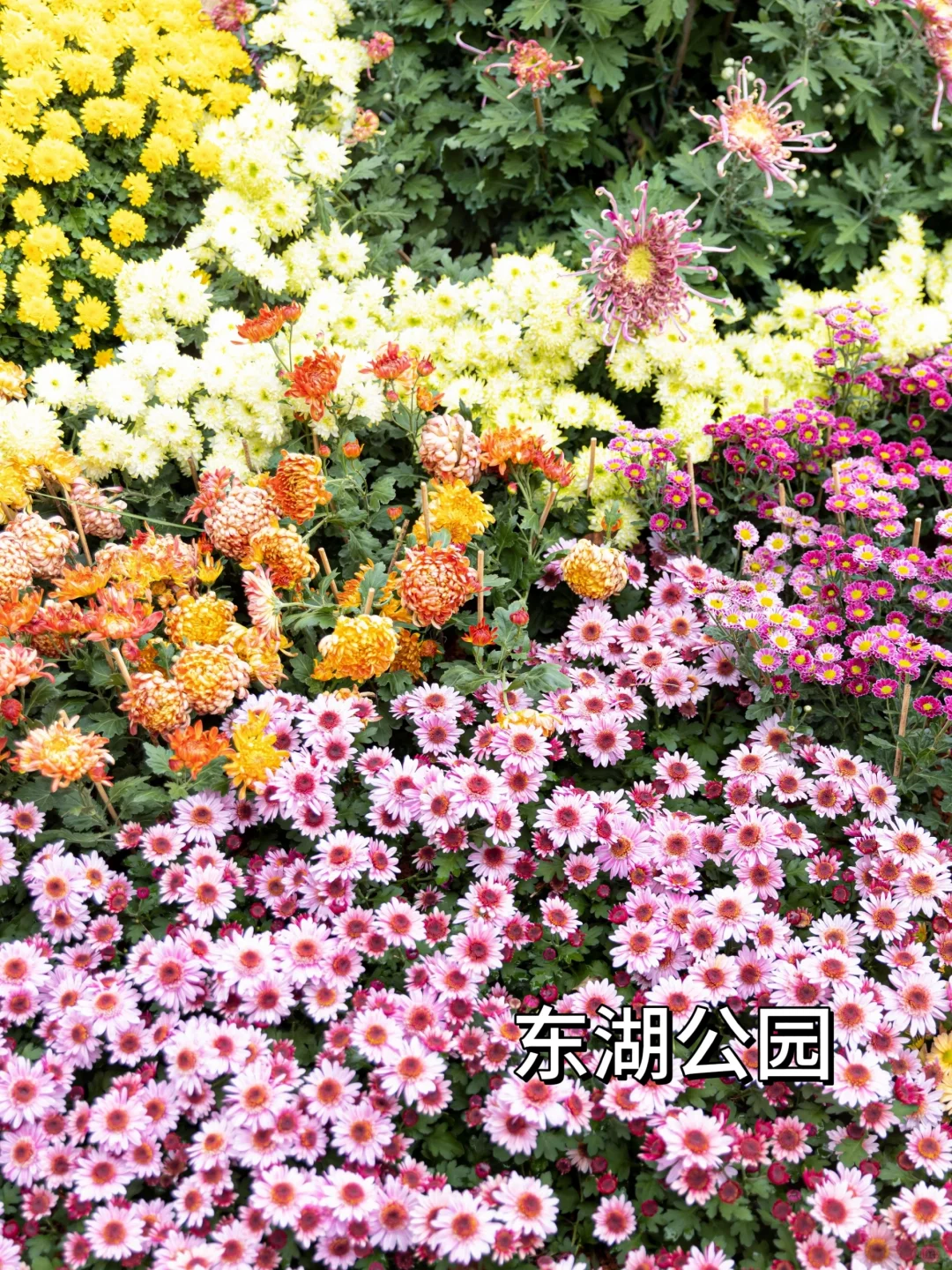 ‌深圳罗湖去哪里玩（景点合集）