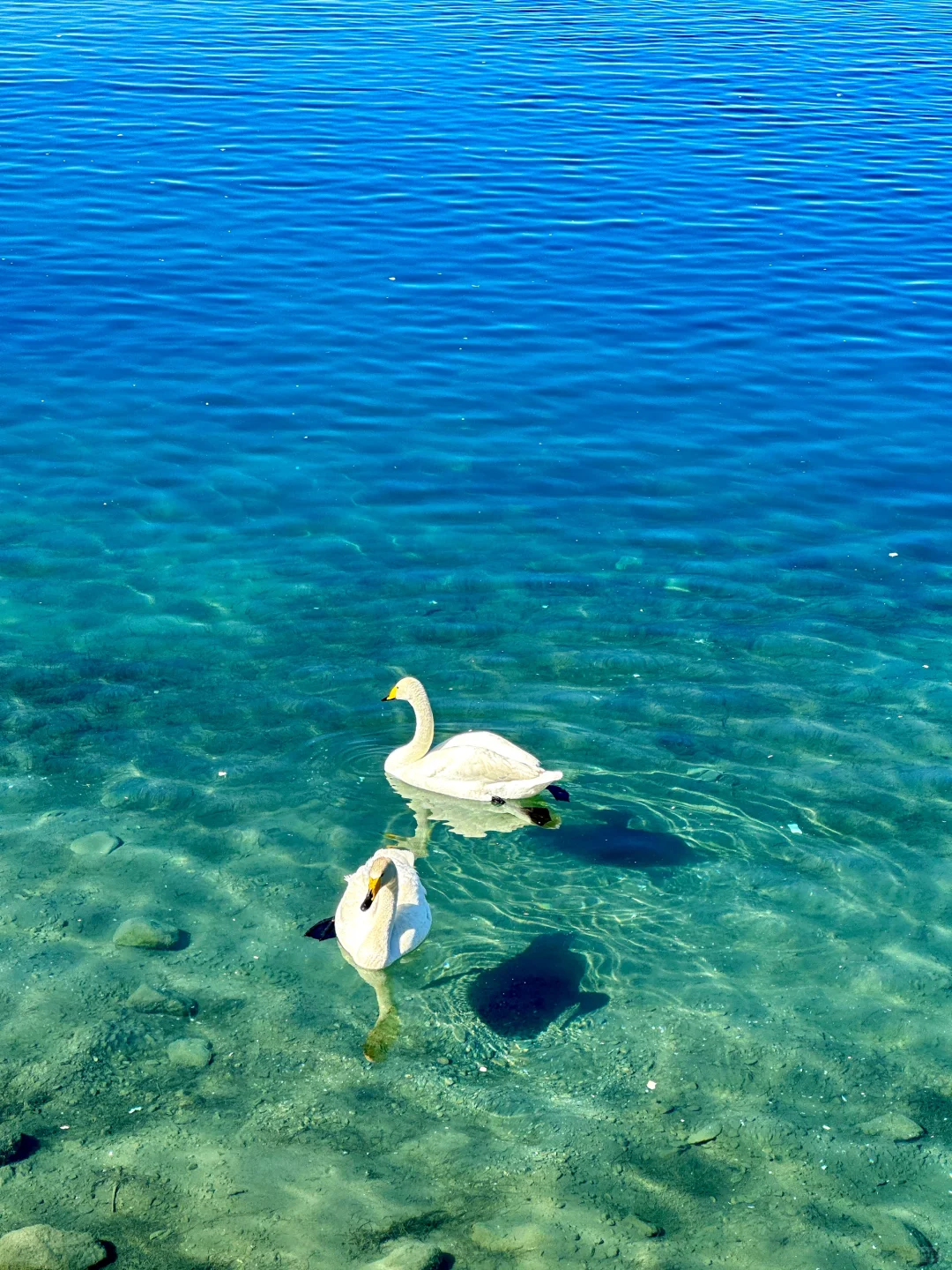 5.28实拍live🦢夏天的赛里木湖美到封神！！！