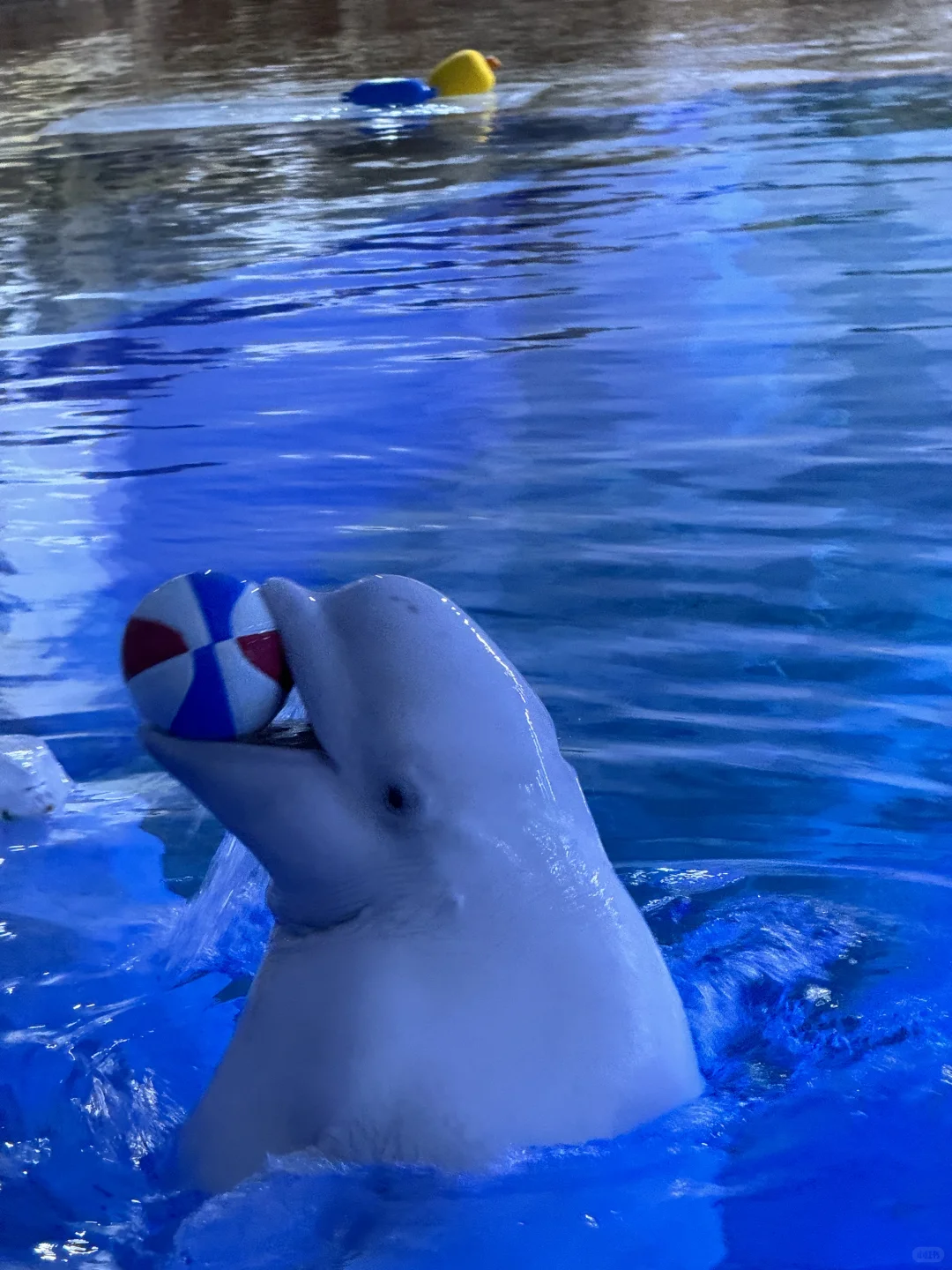 人生建议：带娃去陵水，一定要暑假去！！