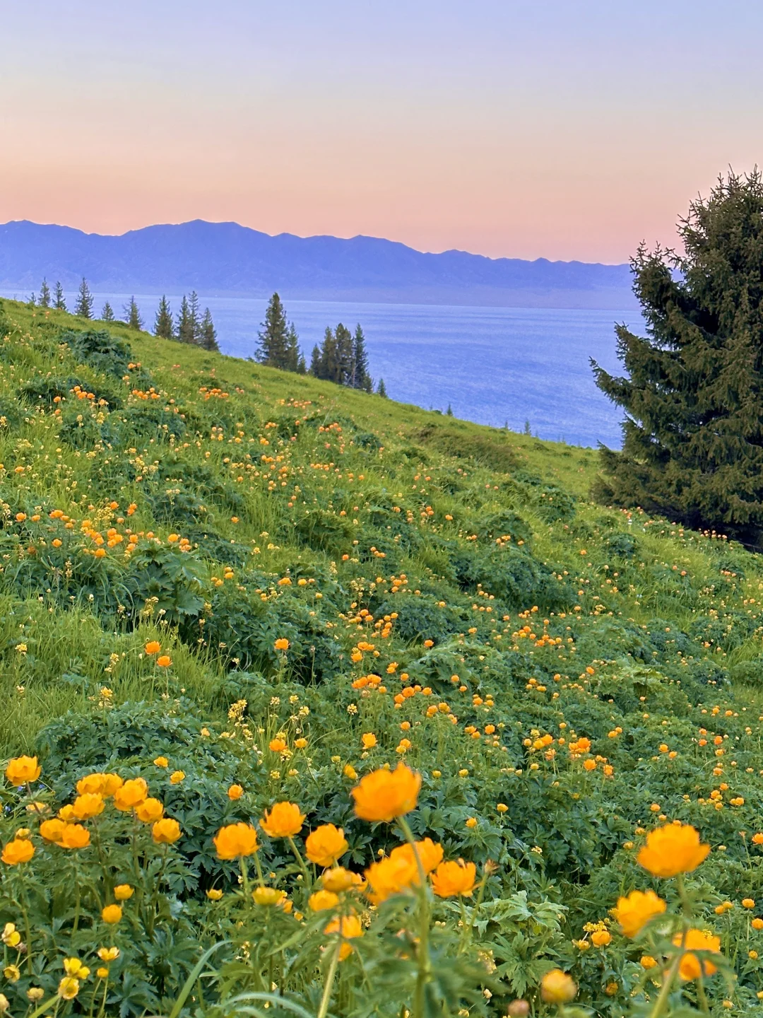 5.28实拍live🦢夏天的赛里木湖美到封神！！！