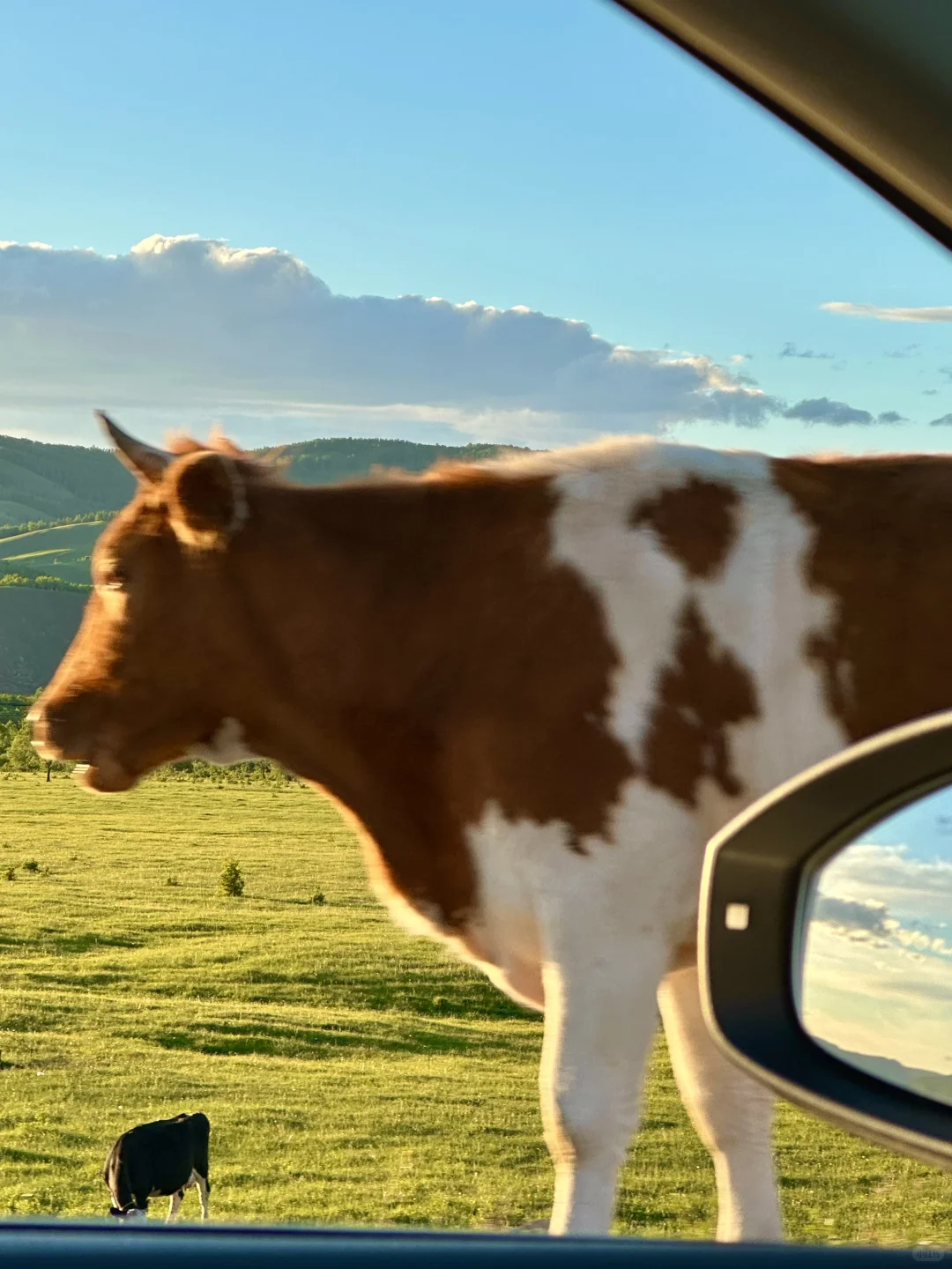 不回去了,我决定留在草原放🐑了…