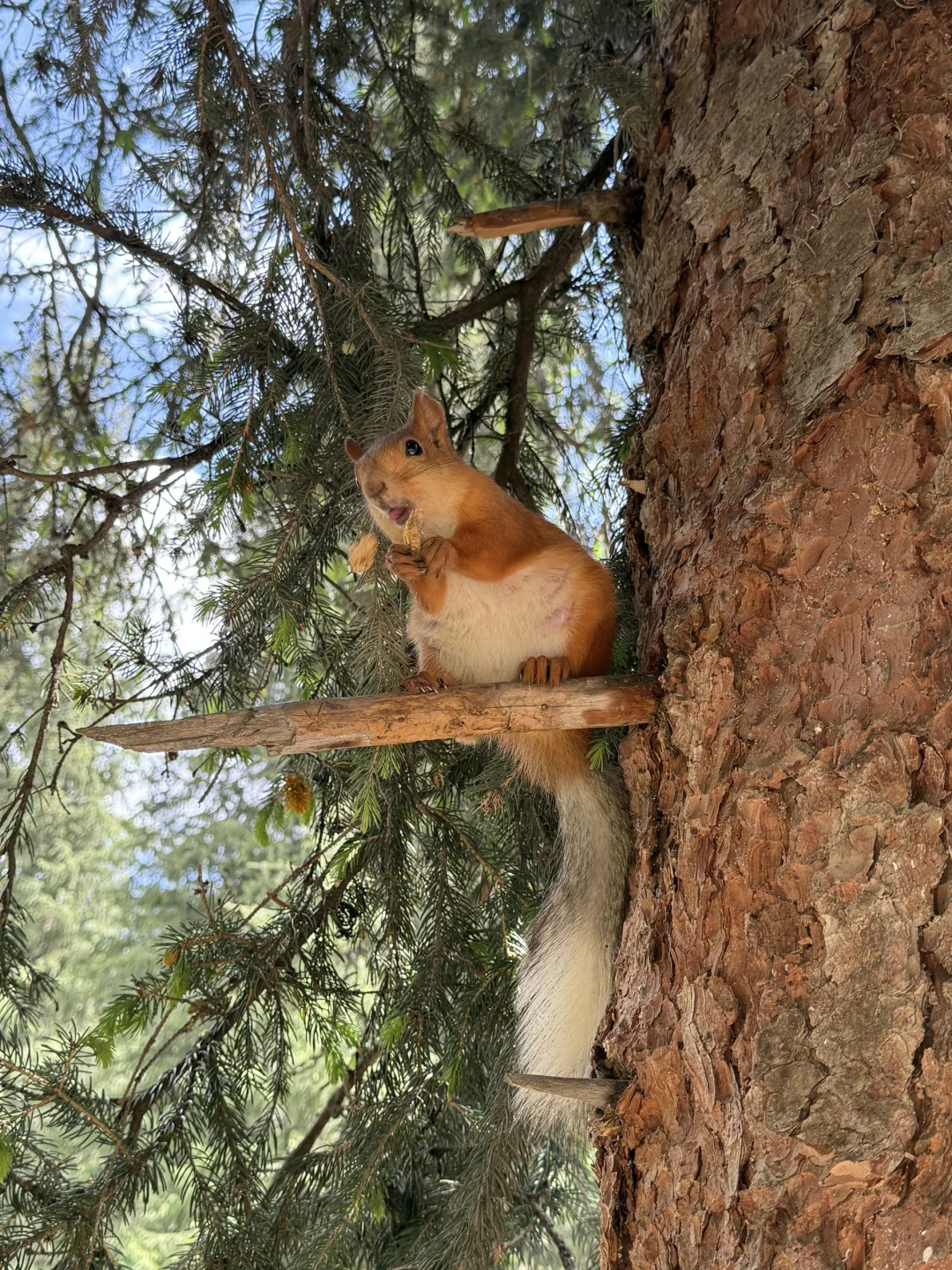 听到了旷野的风🐎