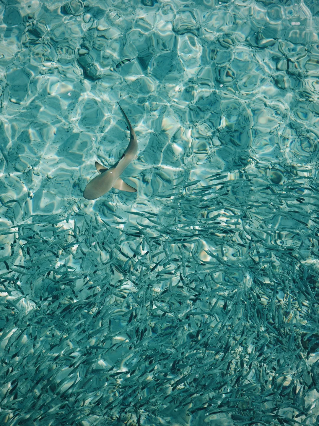 🇲🇾今年为止 去过最最喜欢的海岛🩵🫧