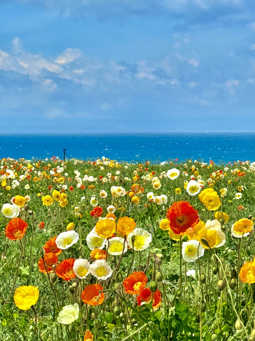 5.28实拍live🦢夏天的赛里木湖美到封神！！！