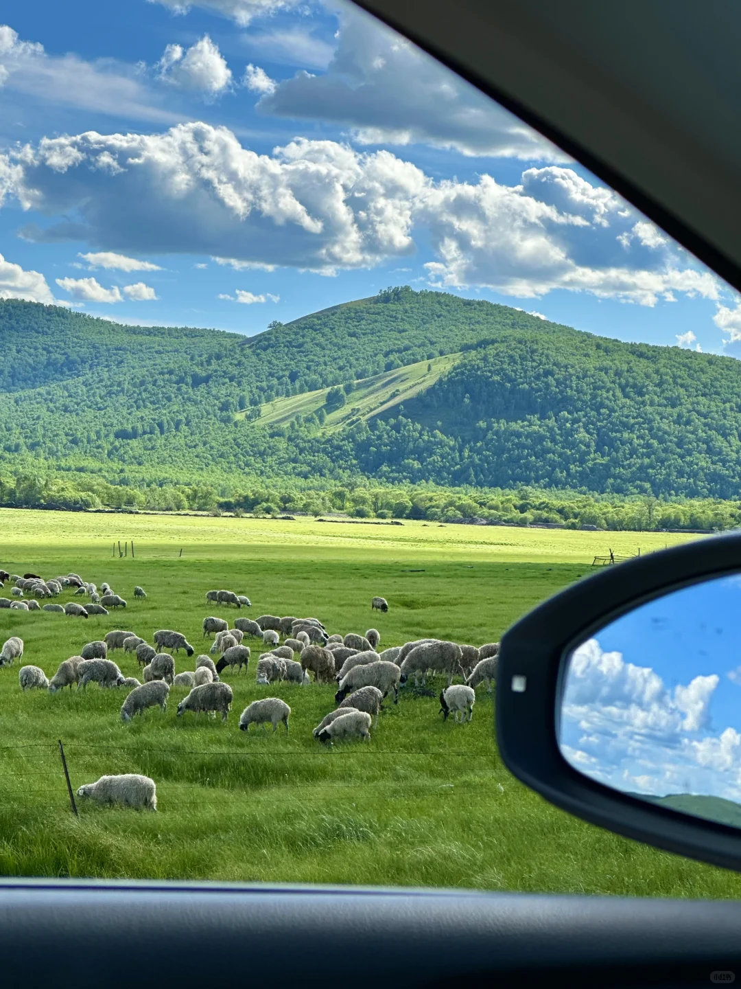 不回去了,我决定留在草原放🐑了…