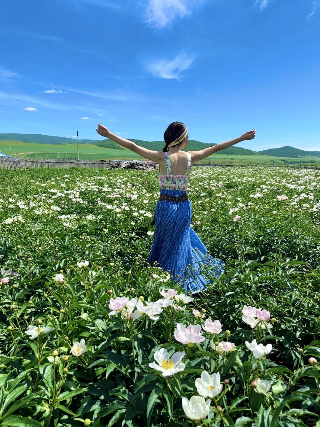 不回去了,我决定留在草原放🐑了…