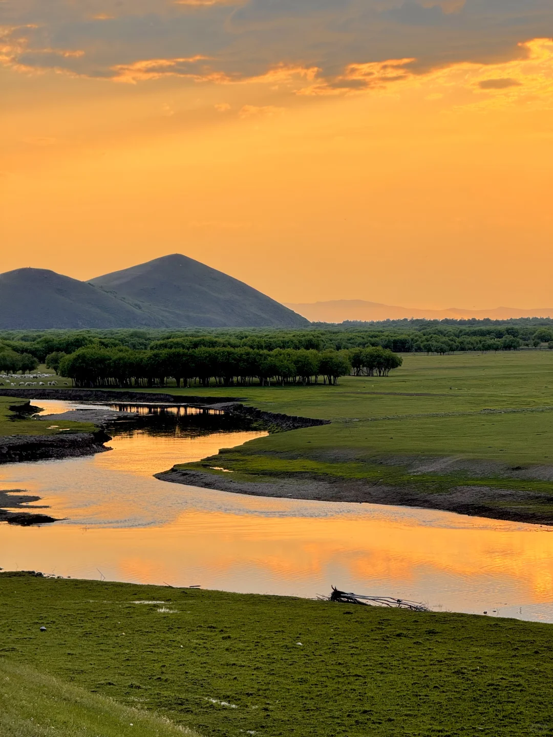 不回去了,我决定留在草原放🐑了…