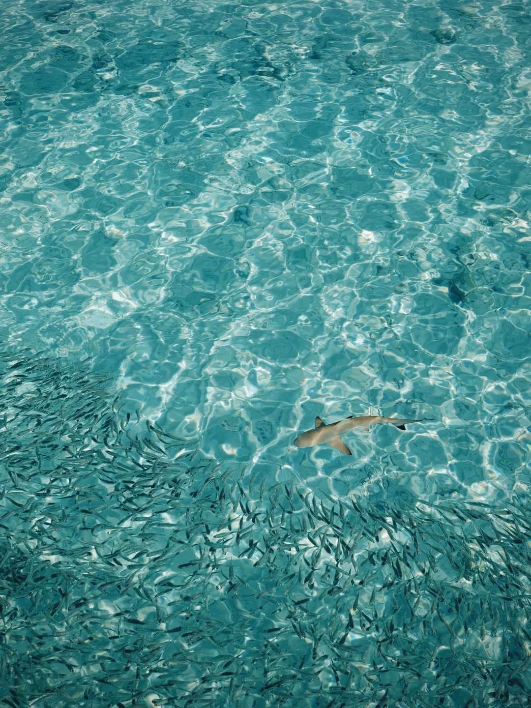 🇲🇾今年为止 去过最最喜欢的海岛🩵🫧