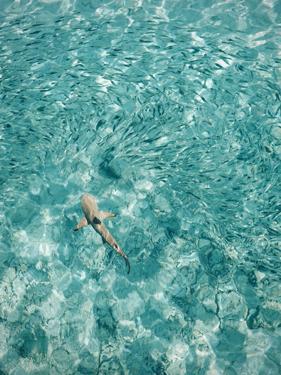 🇲🇾今年为止 去过最最喜欢的海岛🩵🫧