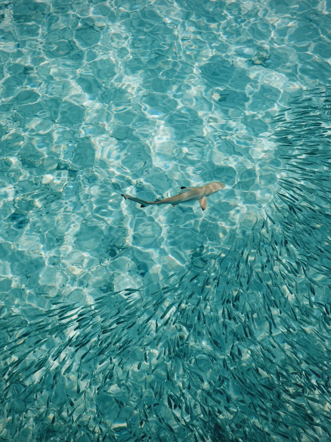 🇲🇾今年为止 去过最最喜欢的海岛🩵🫧