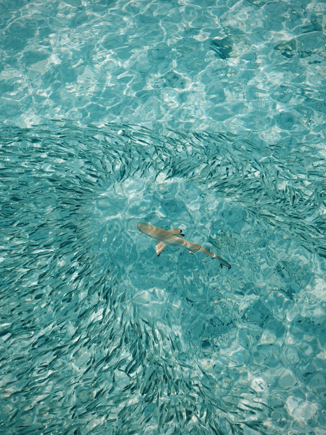 🇲🇾今年为止 去过最最喜欢的海岛🩵🫧