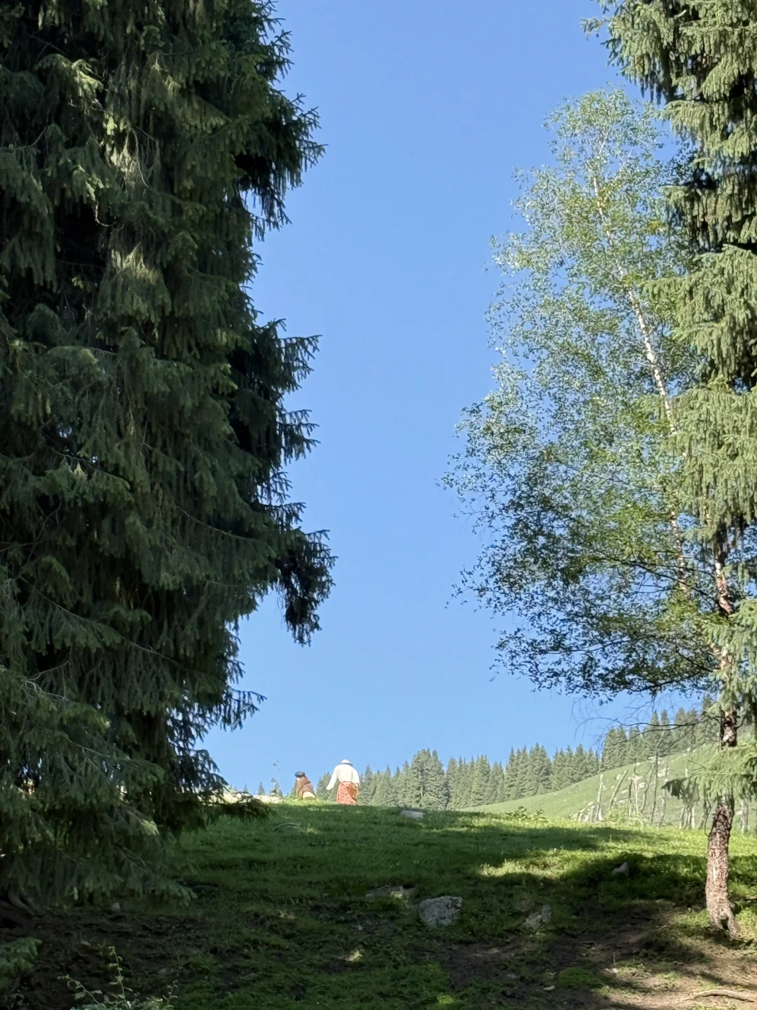 听到了旷野的风🐎